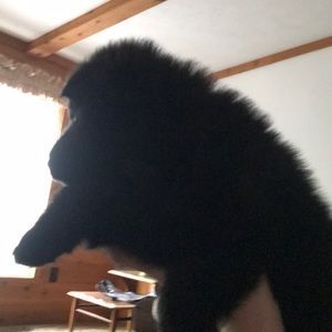 Meet your Posher, Sadie